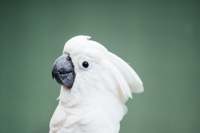 Charismatic Cockatoos: The Entertainers With Personality Plus