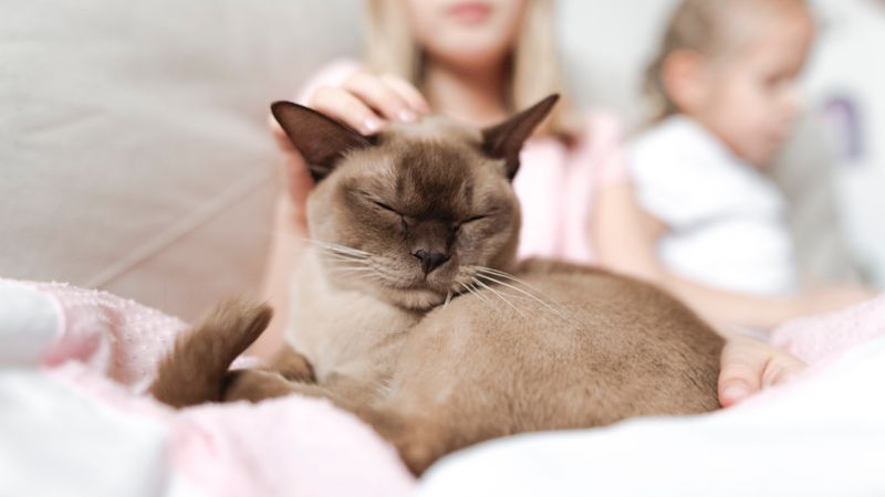 Burmese: Lap-Loving Loyalists