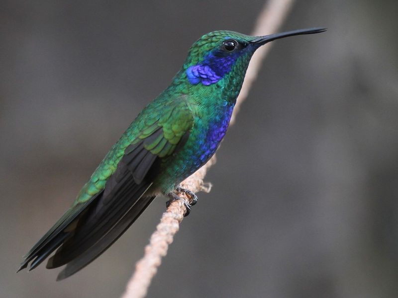 Mexican Violetear: The Emerald Vagrant