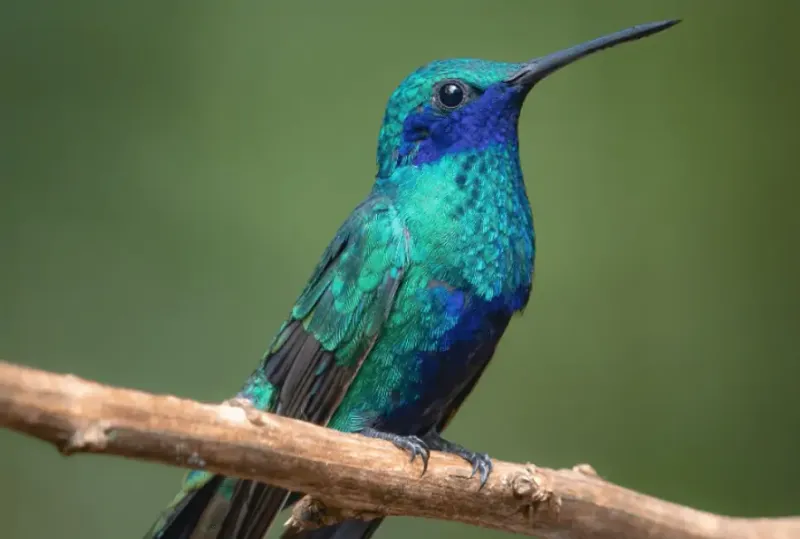 Mexican Violetear