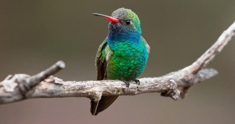 Broad-Billed Hummingbird: The Turquoise Wonder