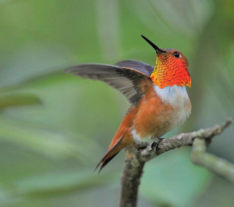 Allen's Hummingbird