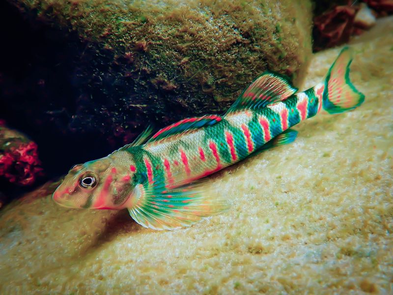 Candy Darter