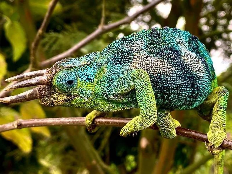 Jackson's Chameleon: The Living Dinosaur