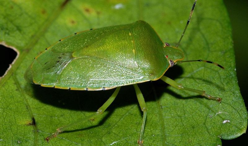 Green Stink Bug
