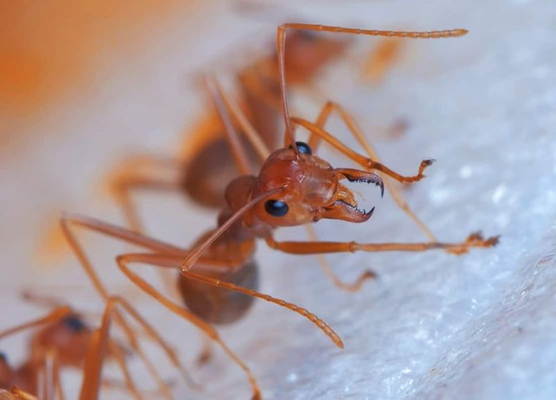 Fire Ant: The Tiny Threat