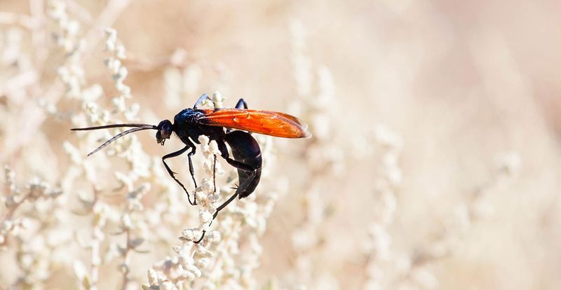 Tarantula Hawk Wasp: The Flying Pain Machine