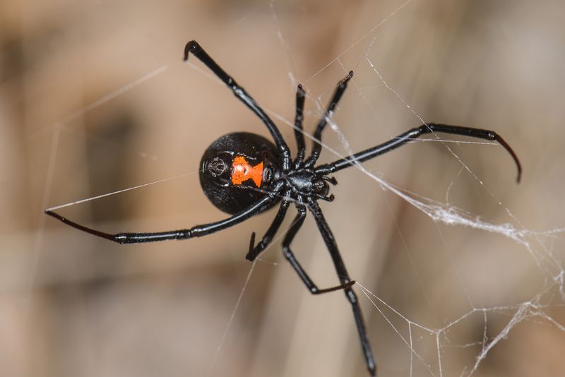 Western Black Widow Spiders
