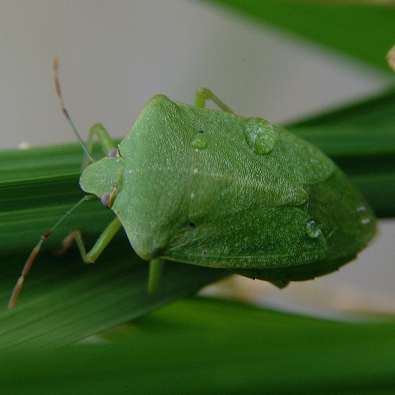 Southern Green Stink Bug