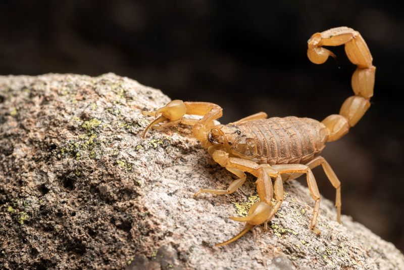Bark Scorpion