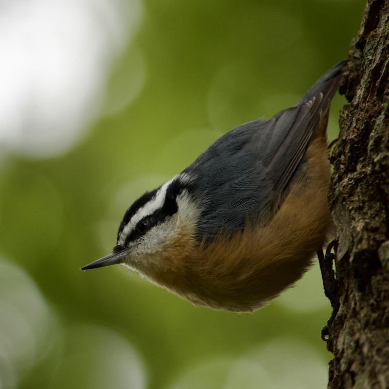 Red-breasted Nuthatch (Sitta canadensis)