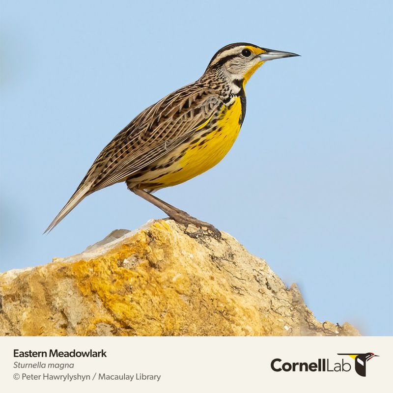 Eastern Meadowlark