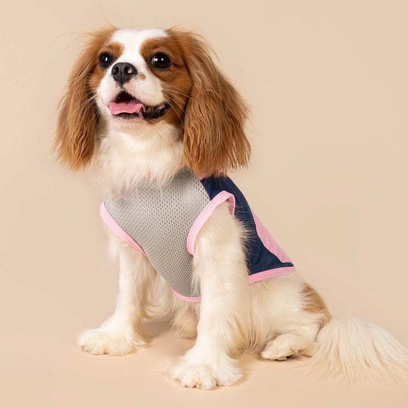 Dress Your Dog In UV-Protective Clothing