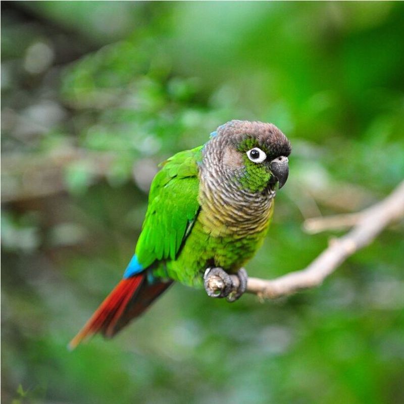 Green-Cheeked Conure: Pocket-Sized Comedians