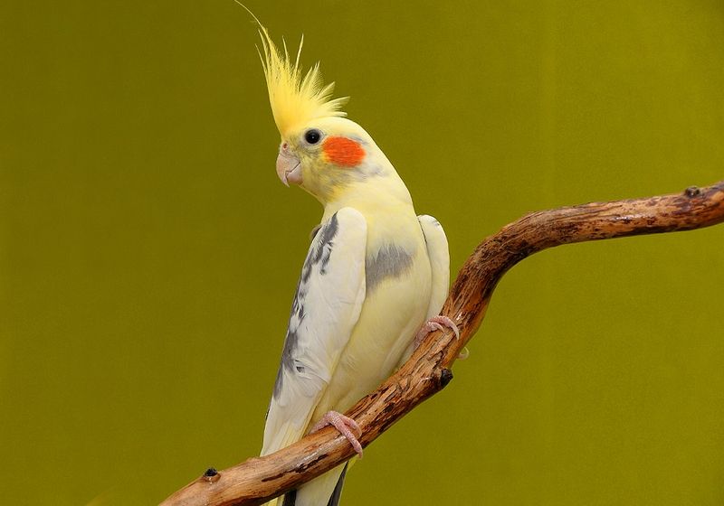 Cockatiel