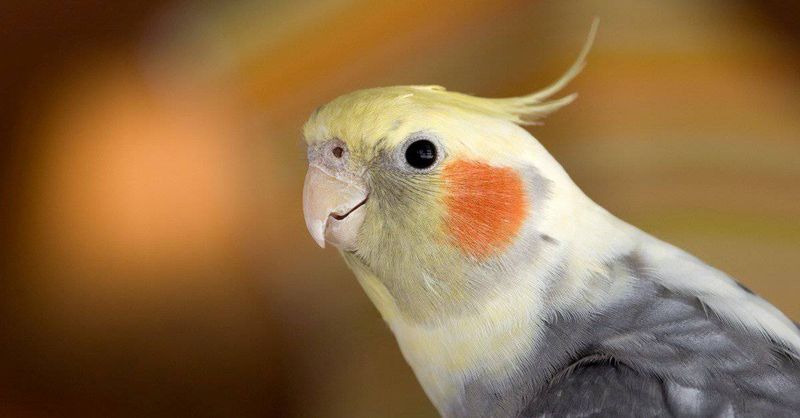 Cockatiel: The Hurricane-Hardy Companion