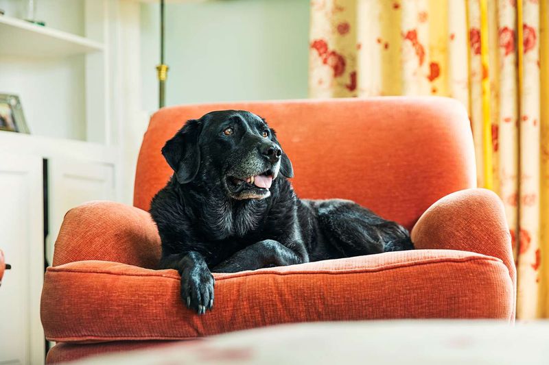 5 Best Senior Breeds To Choose