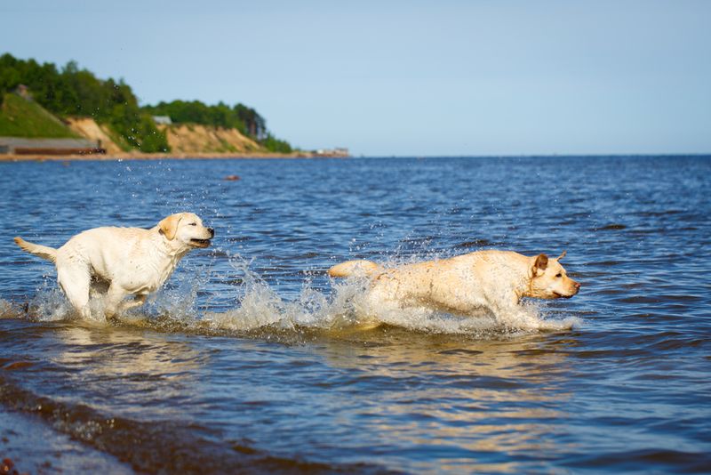 Labrador Retrievers: Georgia's Faithful Friends
