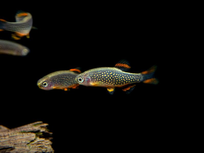 Pearl Danio: The Jewel-Studded Swimmer