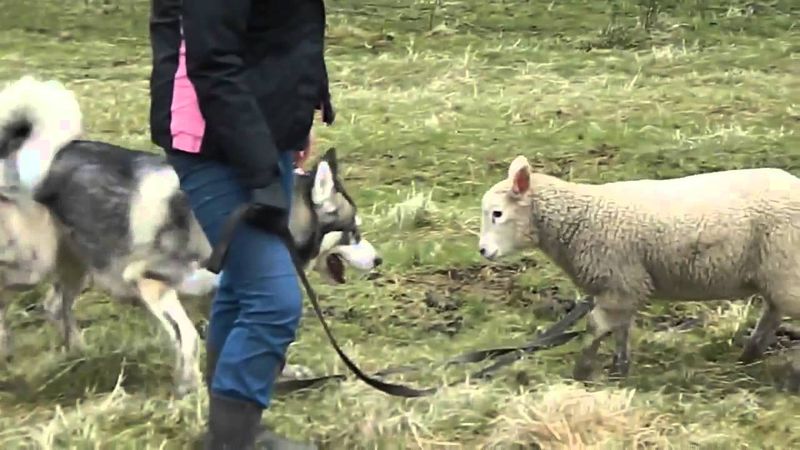 High Energy For Herding & Ranch Work