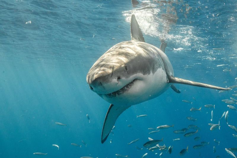 Great White Shark: The Occasional Visitor