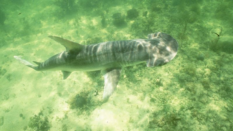 Bonnethead Shark: The Tiny Hammerhead Cousin