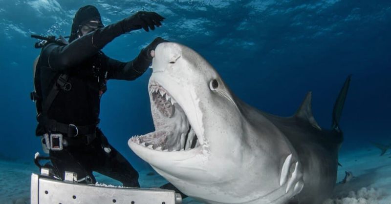 Tiger Shark