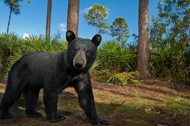 Florida Black Bears: Forest Giants