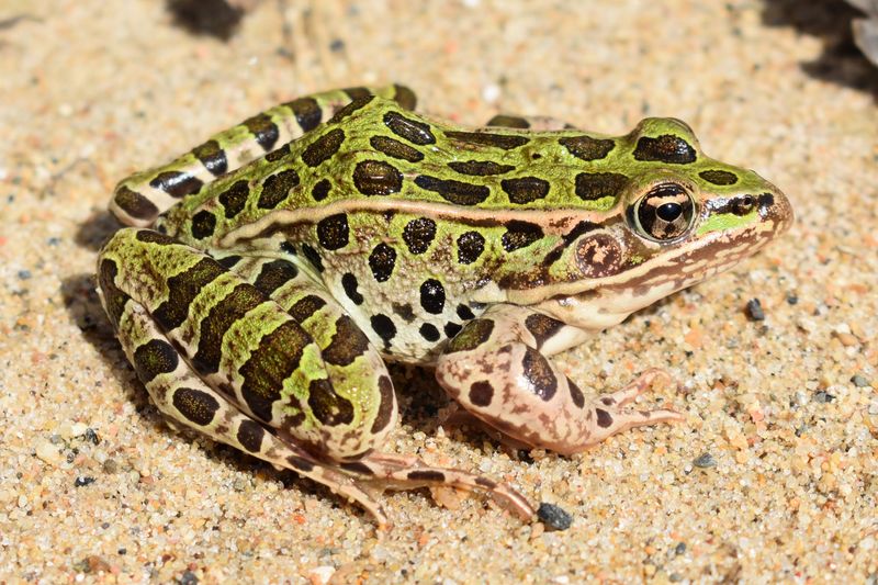 Northern Leopard Frog: The Desert's Disappearing Amphibian