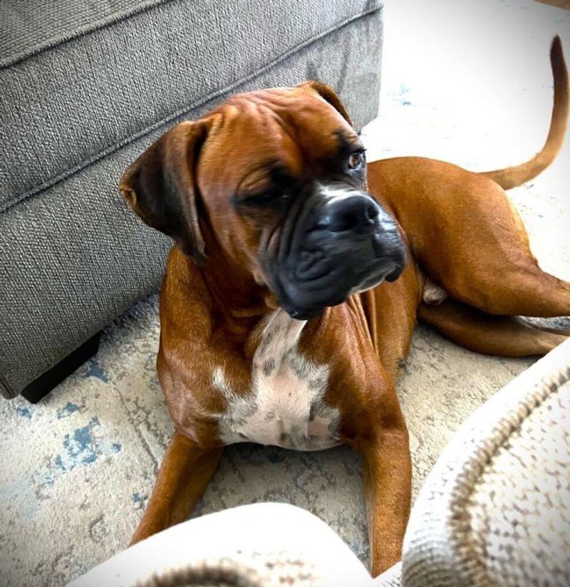 Boxer