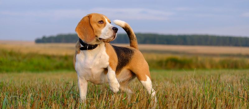 Beagle