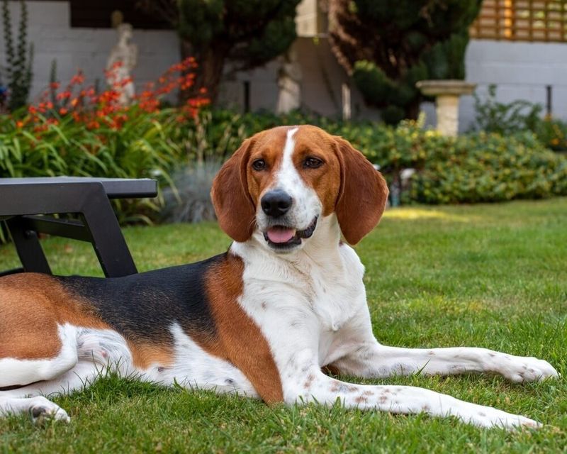 Beagle: The Merry Little Hound