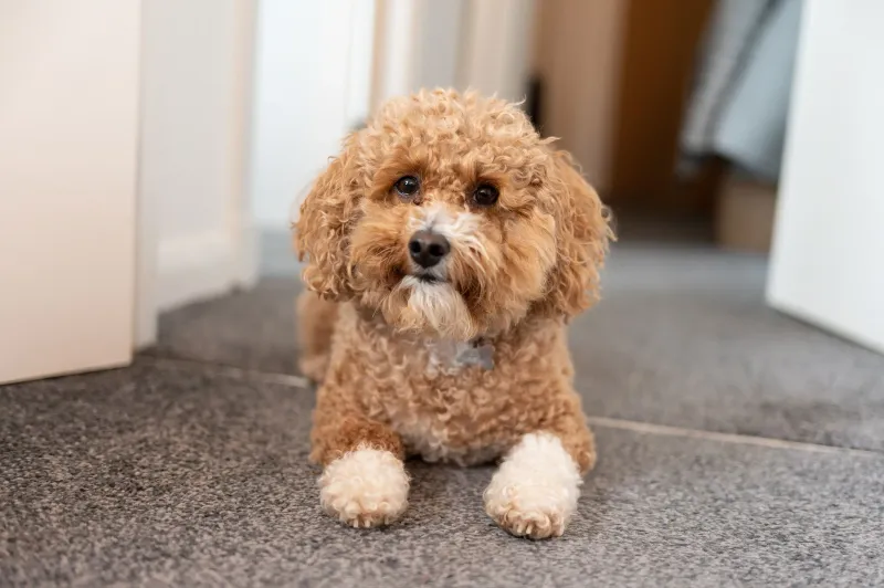Poodle: The Versatile, Allergy-Friendly Intellectual