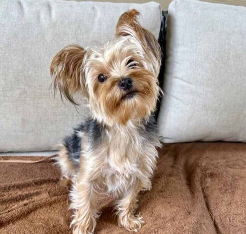 Yorkshire Terrier