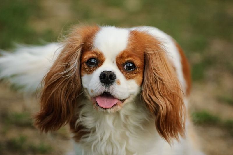Cavalier King Charles Spaniels: The Upscale Companions