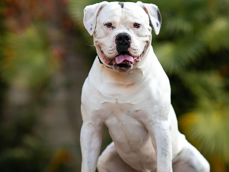 American Bulldog: The Athletic Hometown Hero