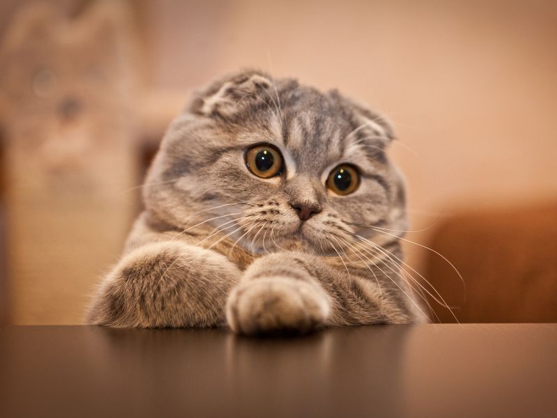 Scottish Fold: The Owl-Eared Entertainers