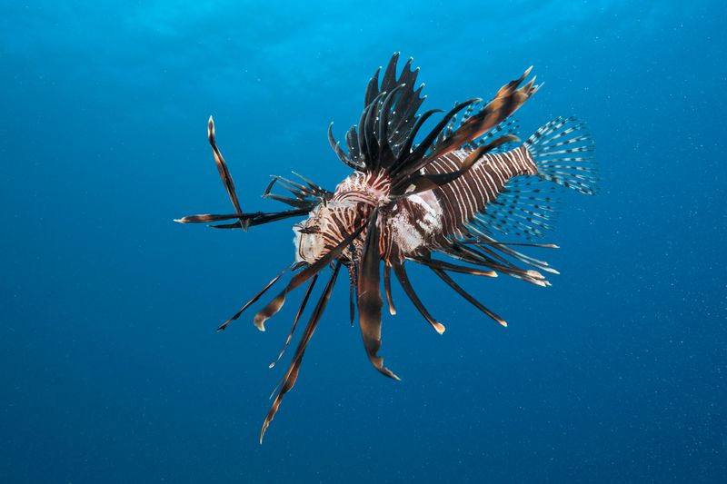 Lionfish: The Beautiful Invader