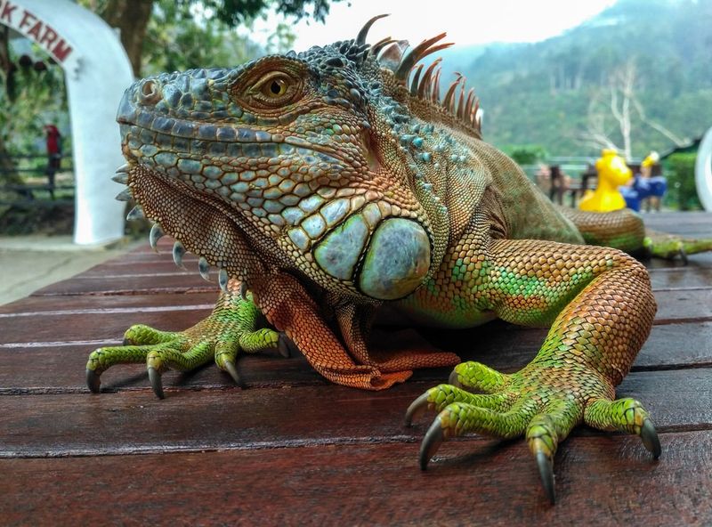 Green Iguanas: Gardeners' Nemeses