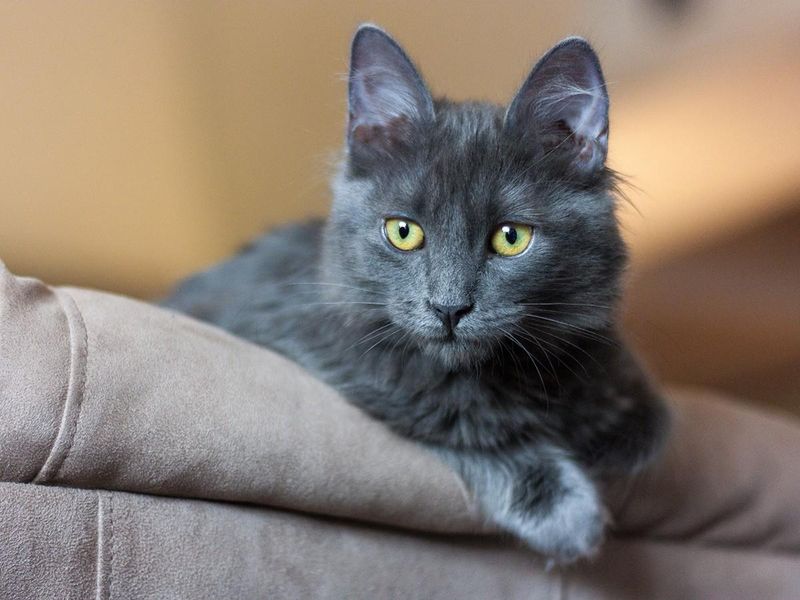 Russian Blue: The Quiet Neighbor Everyone Loves