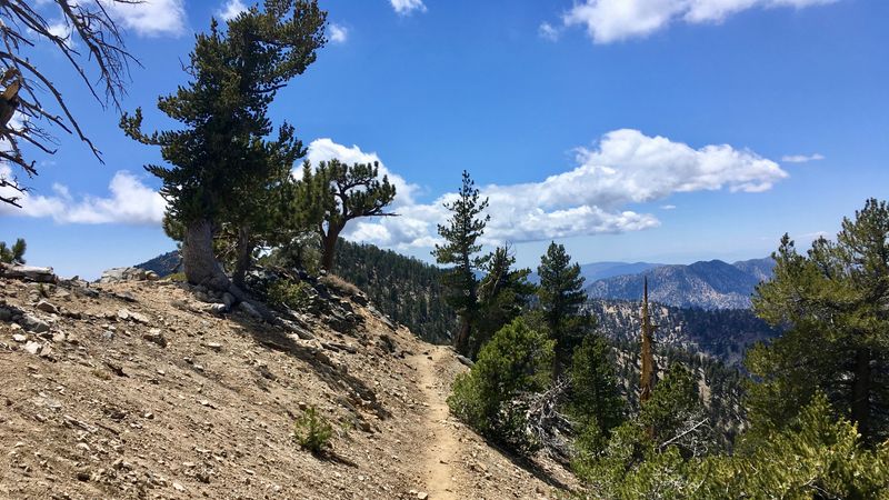 Golden Eagle – Tehachapi Mountains
