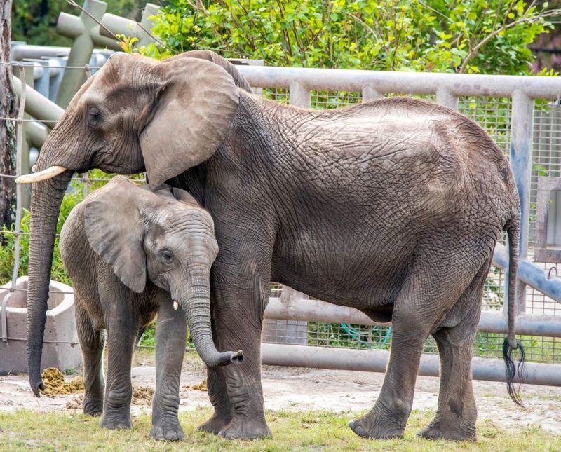 ZooTampa at Lowry Park – Tampa