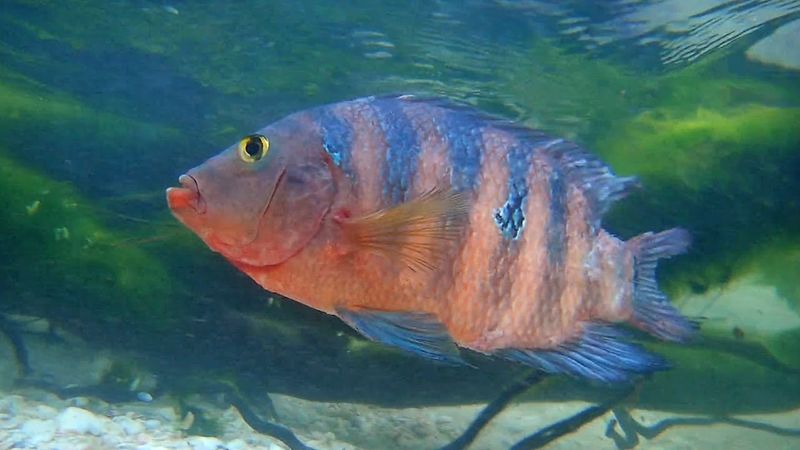 Mayan Cichlid: The Feisty Redhead