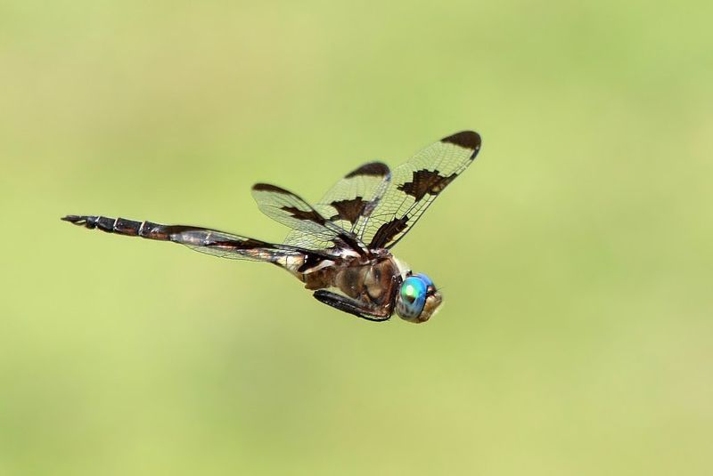 Prince Baskettail: The Dusk Patrol