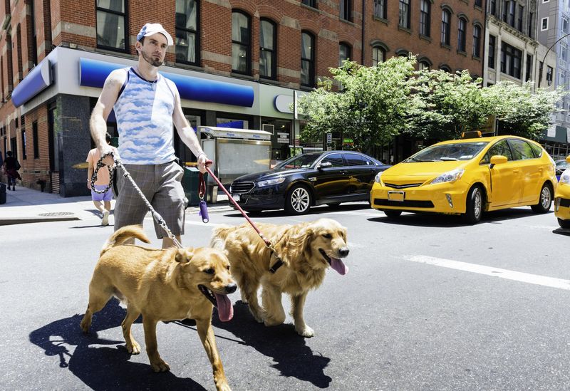 New York's Pricey Pup Problems