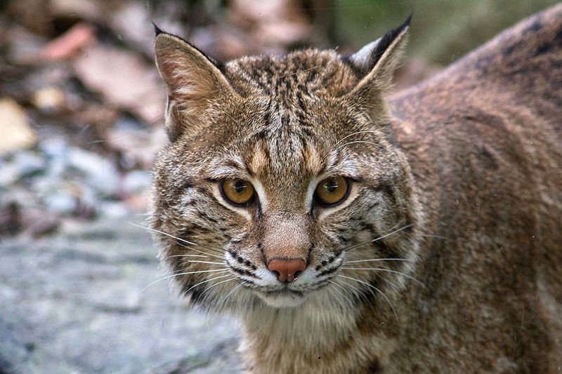 California's Wildcats Are Still Mystery Animals