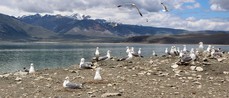 California Gull – Mono Basin Scenic Area