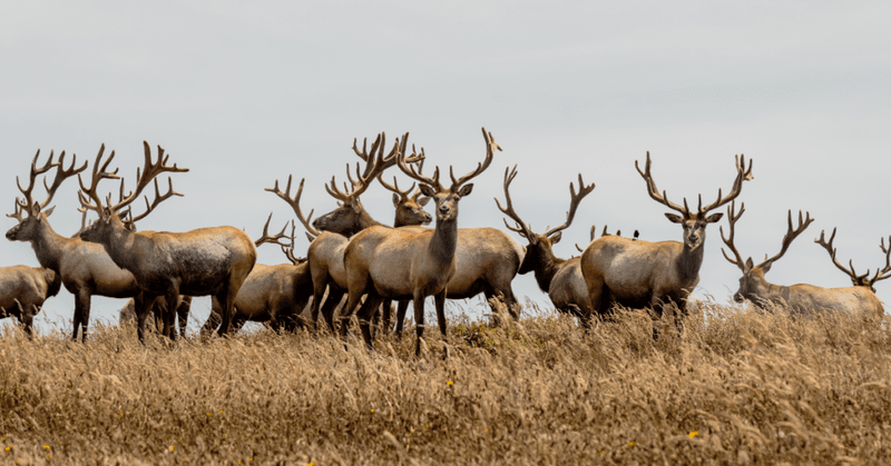 Tule Elk: Grassland Giants