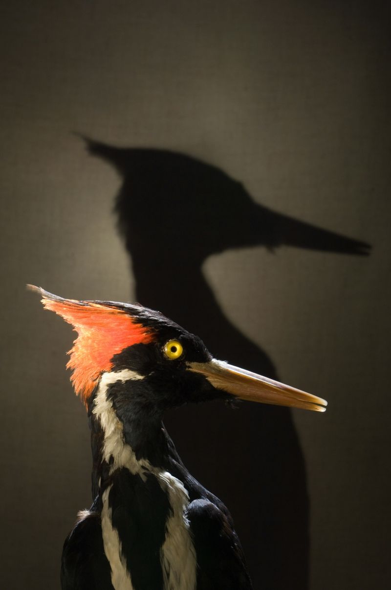 Ivory-billed Woodpecker