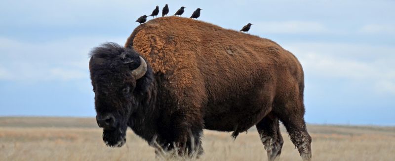 Bison: Wind Cave And Glacier National Parks